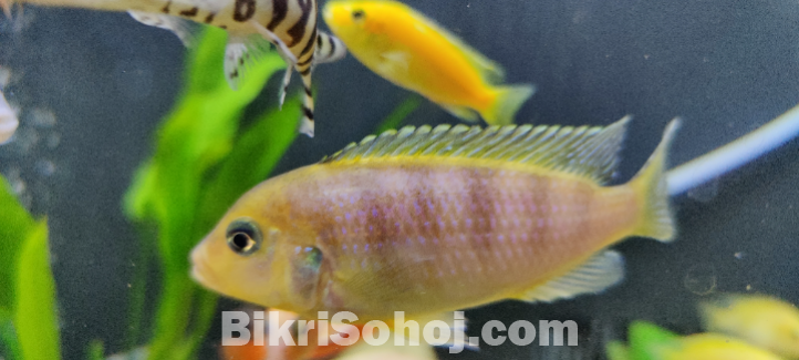 Cichlid fish